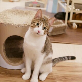 甘えん坊で食いしん坊なルイ君♂️