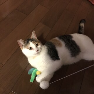 慣れ慣れ抱っこ大好き三毛10ヶ月