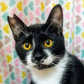 4/24荒川区譲渡会　陸(リク)君　８ヶ月