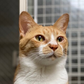 3/19荒川区　五歳　随時お見合い可