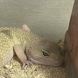 レオパ マーフィーパターンレス