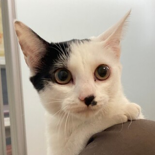 メスの小粋ちゃん