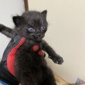 仔猫の里親募集します！一旦募集終了します！