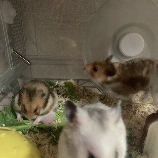 ゴールデンハムスター多数