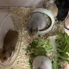 ゴールデンハムスター多数 サムネイル3
