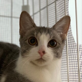 5/15荒川区譲渡会　美波ちゃん　５ヶ月