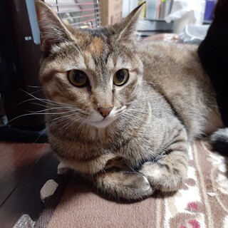 抱っこもお膝も大好き！とにかく甘えん坊です☆