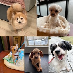 『犬の譲渡会in南大井』