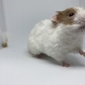 ゴールデンハムスター・キャンベルハムスター