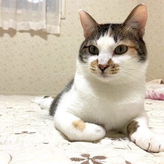 人も猫も大好きな女の子☆