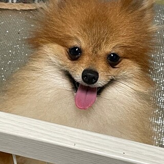 お顔の可愛いポメくん2歳　リラくん