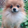 お顔の可愛いポメくん2歳　リラくん サムネイル2