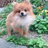 お顔の可愛いポメくん2歳　リラくん サムネイル3