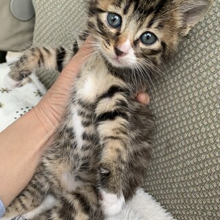 里親さま決まりました☆