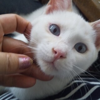 ブルーアイ・スリスリ甘えん坊君