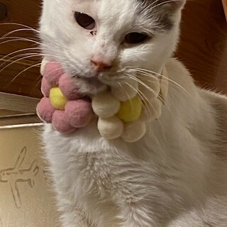 瞳がブルーの穏やかな女の子