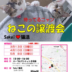 Sakai♥猫活　譲渡会