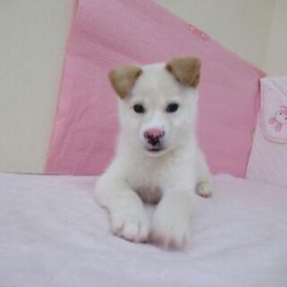 保健所収容：仮名・モフ♂