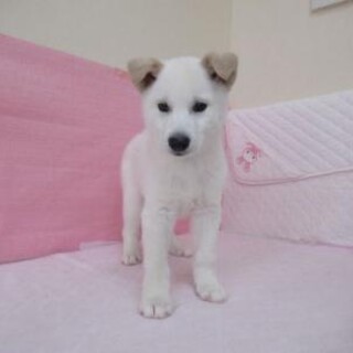 保健所収容：仮名・ライ♂