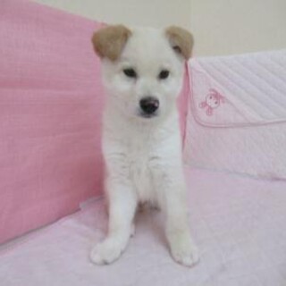 保健所収容：仮名・セイ♂