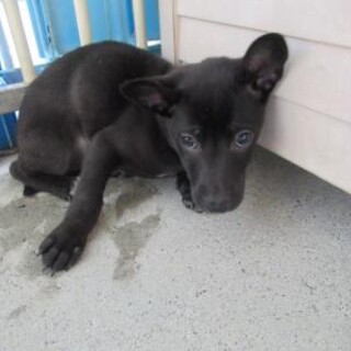 保健所収容：仮名・ララ♀