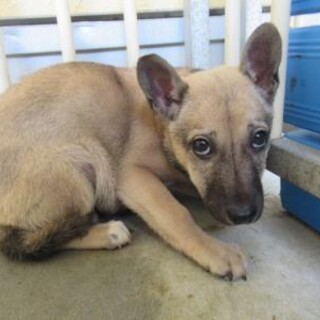 保健所収容：仮名・バン♂