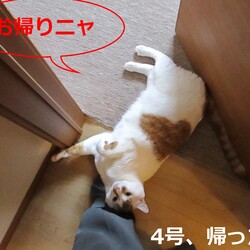 「4号通信⑦ 飼い主は朝帰り」サムネイル1