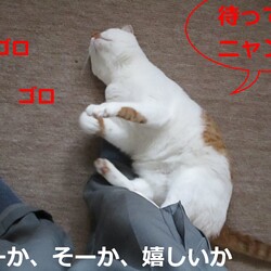 「4号通信⑦ 飼い主は朝帰り」サムネイル2