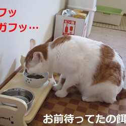 「4号通信⑦ 飼い主は朝帰り」サムネイル3