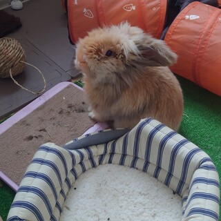 うさぎ里親募集