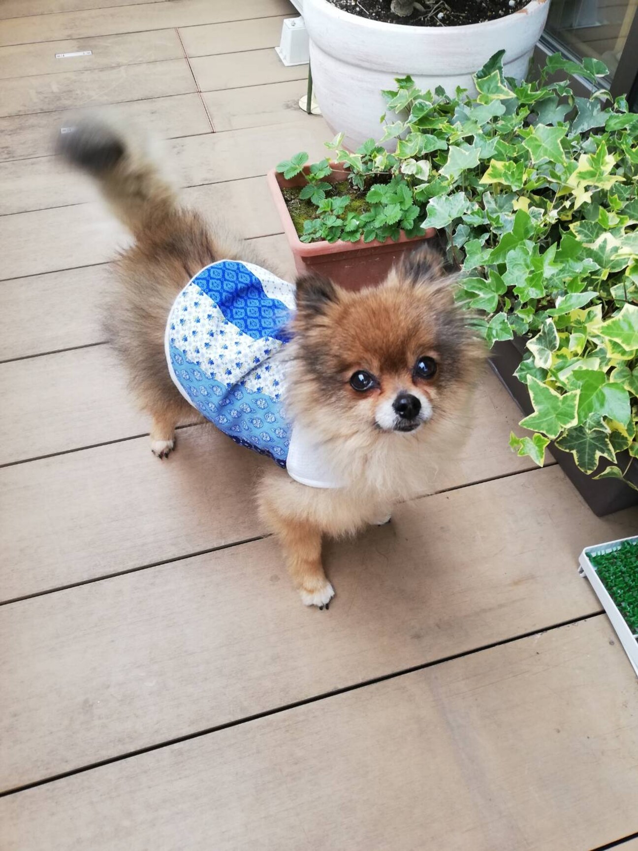 可愛い3歳のポメラニアン女の子 大阪府 犬の里親募集 4076 ペットのおうち 月間利用者150万人