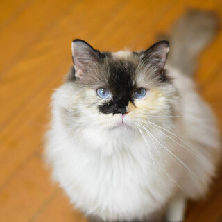 おもしろいカップケーキ