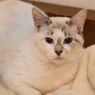 シャムMIXのアヤメちゃん