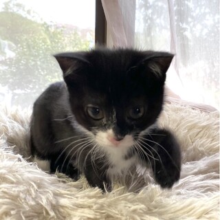 ずっとのおうち決定！人馴れ抜群 ♪パセリちゃん