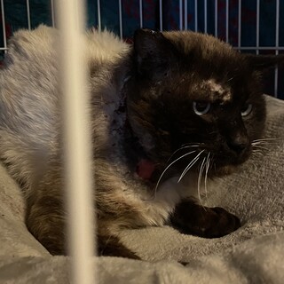 （仮名）ちょび君、シャム柄のイケメンです！