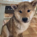 母犬に左後肢を咬みちぎられた胡麻柴仔犬キセキくん