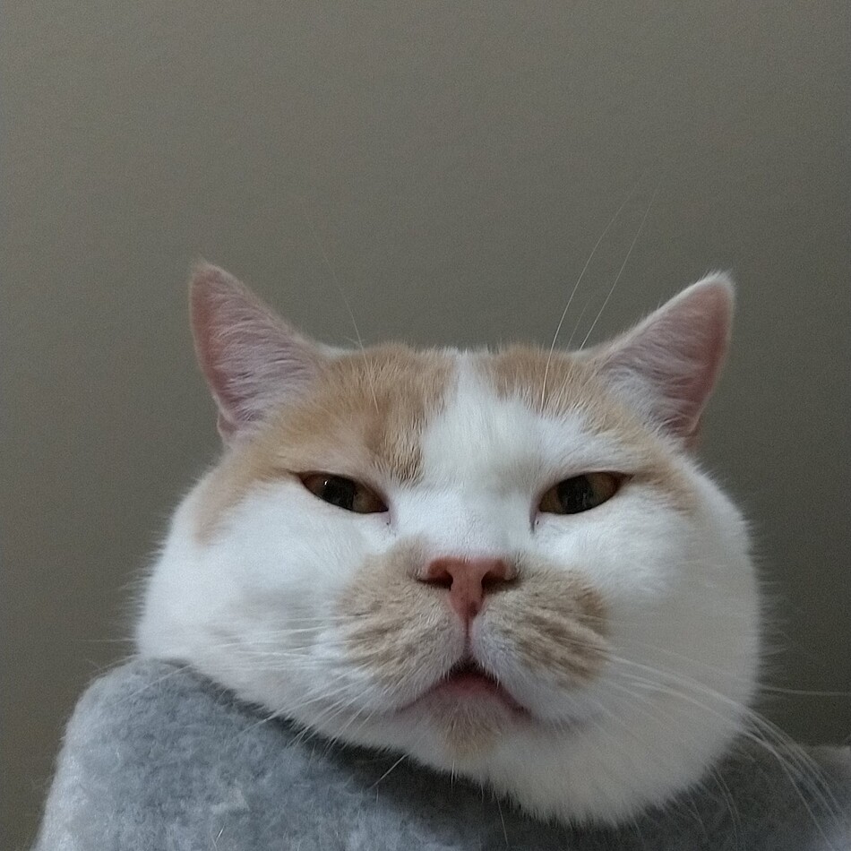 まるのカバー写真