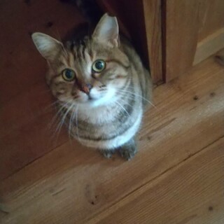 きじ白たまちゃん