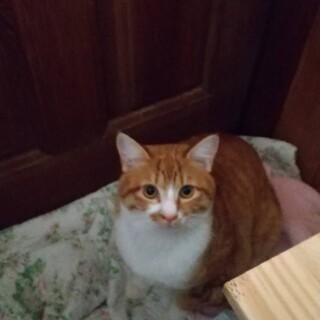 茶白柄のお兄ちゃん