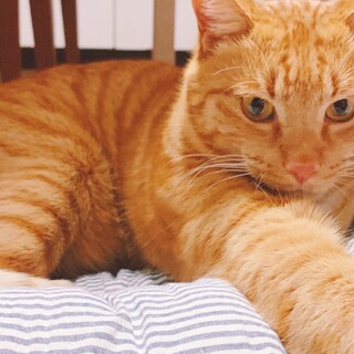 活発な茶とらのテトくん