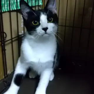 少しビビりな白黒ねこちゃんです！