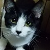少しビビりな白黒ねこちゃんです！ サムネイル2