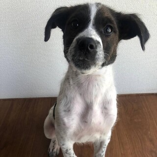 【募集一旦停止】パルボから生還した にこ丸