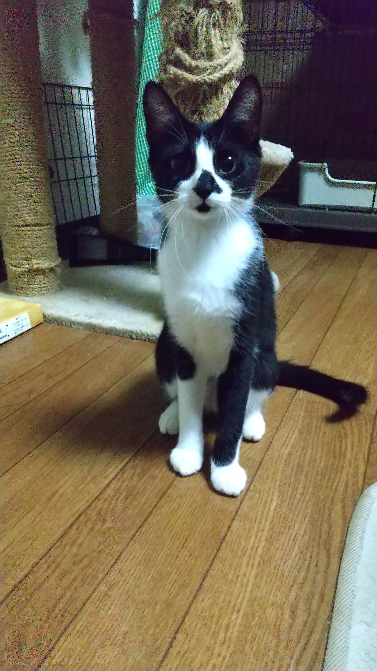 遊びたい盛りの元気な白黒 群馬県 猫の里親募集 4008 ペットのおうち 月間利用者150万人 遊びたい盛りの元気な白黒 群馬県 猫の里親募集 4008 ペットのおうち 月間利用者150万人