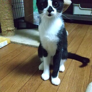 遊びたい盛りの元気な白黒 群馬県 猫の里親募集 4008 ペットのおうち 月間利用者150万人