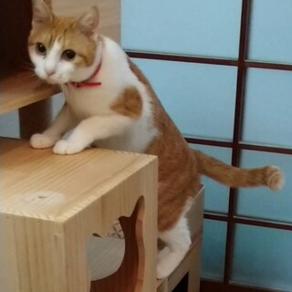 箱に入れて捨てられていた女の子【譲渡会参加】