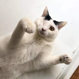 白黒　ウパシちゃん　里親様募集♡