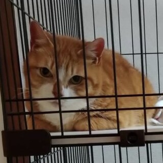 多頭飼育崩壊現場からのレスキュー猫【譲渡会参加】