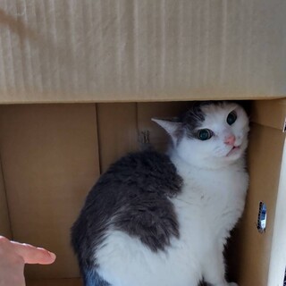 多頭飼育崩壊レスキュー猫【譲渡会参加】