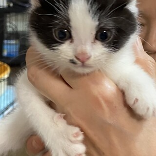 可愛いハチワレちゃん